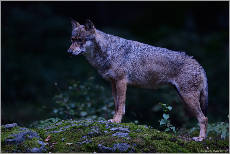 in der Dunkelheit... Grauer Wolf *Canis lupus*