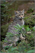 sichere Bestimmung... Europäische Wildkatze *Felis silvestris*