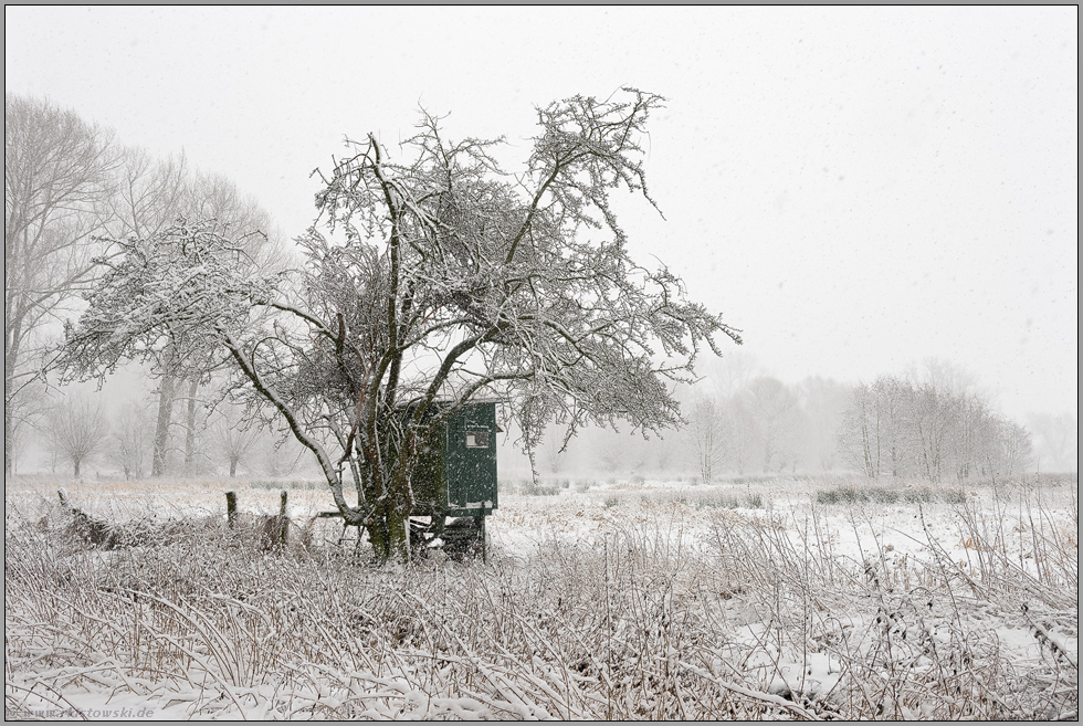 Schneefall im Strümper Bruch... Meerbusch *Nordrhein-Westfalen*