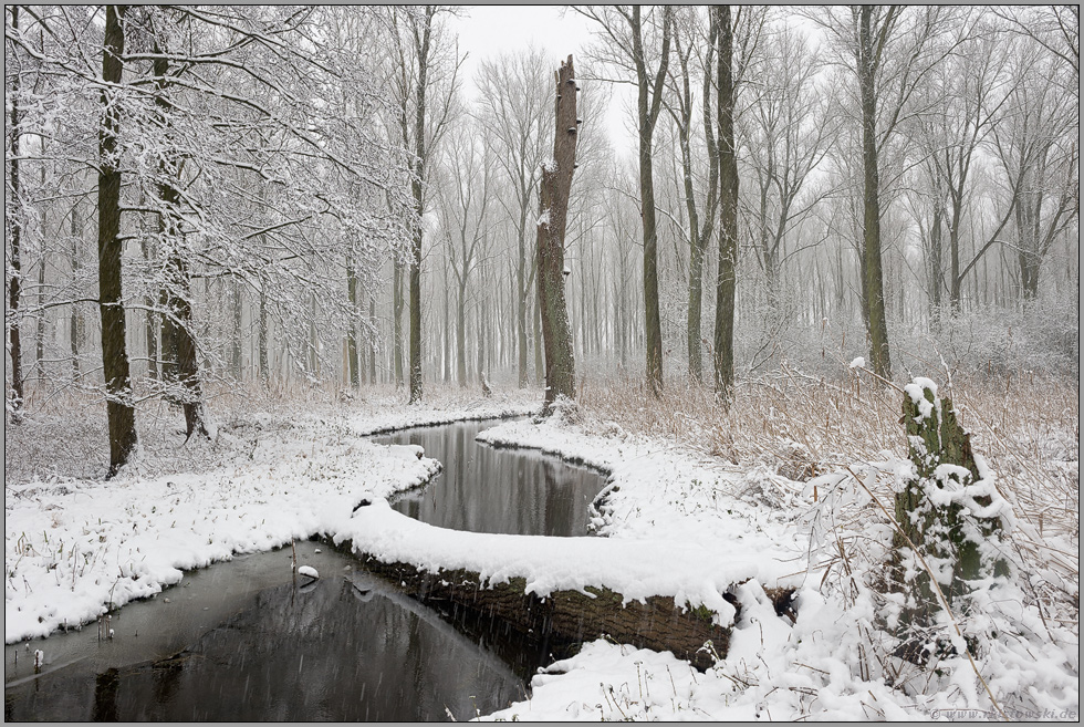 Winter im Bruch... Meerbusch *Nordrhein-Westfalen*