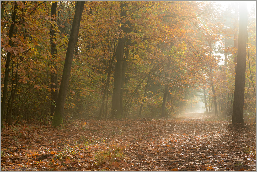 Waldspaziergang... Herbst *goldener Oktober*