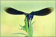 große Ohren... Blauflügel-Prachtlibelle *Calopteryx virgo*