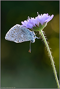 kopfüber... Himmelblauer Bläuling *Polyommatus bellargus*