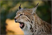 Raubzähne... Eurasischer Luchs *Lynx lynx*
