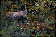 am Ruheplatz... Eurasischer Luchs *Lynx lynx*