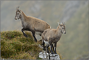 Steinwild... Alpensteinbock *Capra ibex*