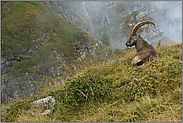 im Lebensraum... Alpensteinbock *Capra ibex*