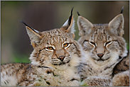 Katzengesichter... Eurasischer Luchs *Lynx lynx*