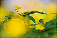 mal in gelb... Gelbes Windroeschen *Anemone ranunculoides*