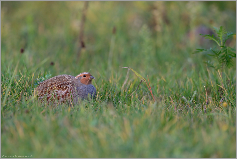 ins Gras gedrückt... Rebhuhn *Perdix perdix*