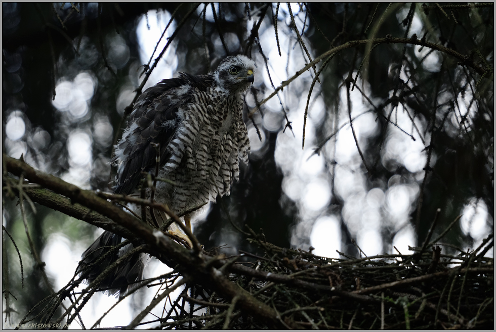 im Jugendkleid... Sperber *Accipiter nisus*
