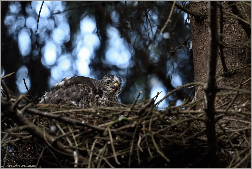 im Nest ist's doch am schönsten... Sperber *Accipiter nisus*