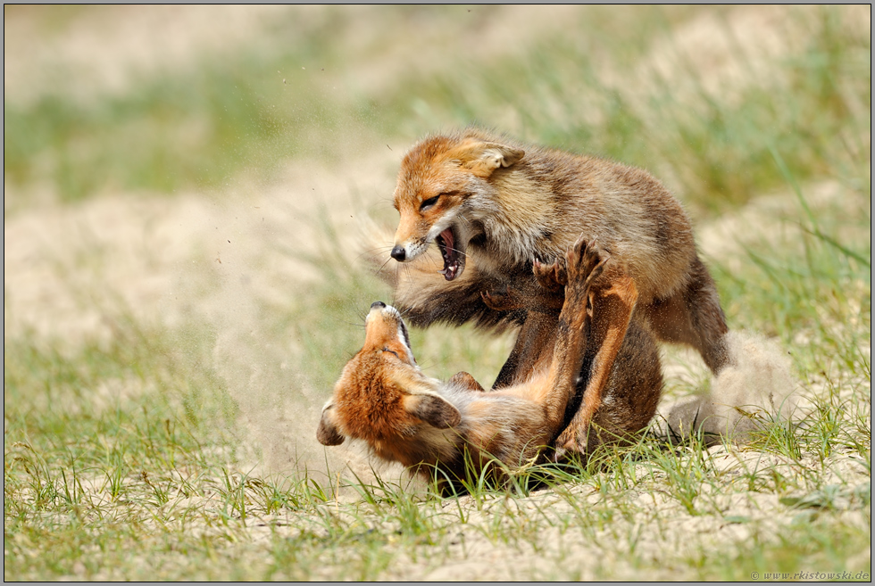 Harter Kampf Rotfuchse Vulpes Vulpes