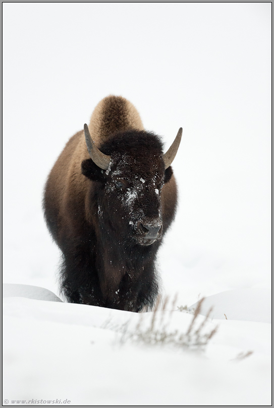Bisonbulle im Schnee...  Amerikanischer Bison *Bison bison*