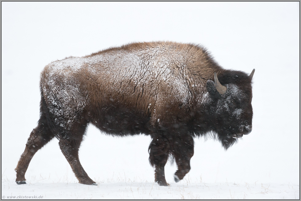 Nationaltier Amerikanischer Bison Bison Bison