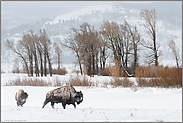 im weiten Tal... Amerikanischer Bison *Bison bison*