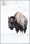 schneeverkrustet...  Amerikanischer Bison *Bison bison*