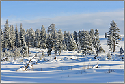 Winter, Schnee, Sonne... Yellowstone Nationalpark *Nordamerika*