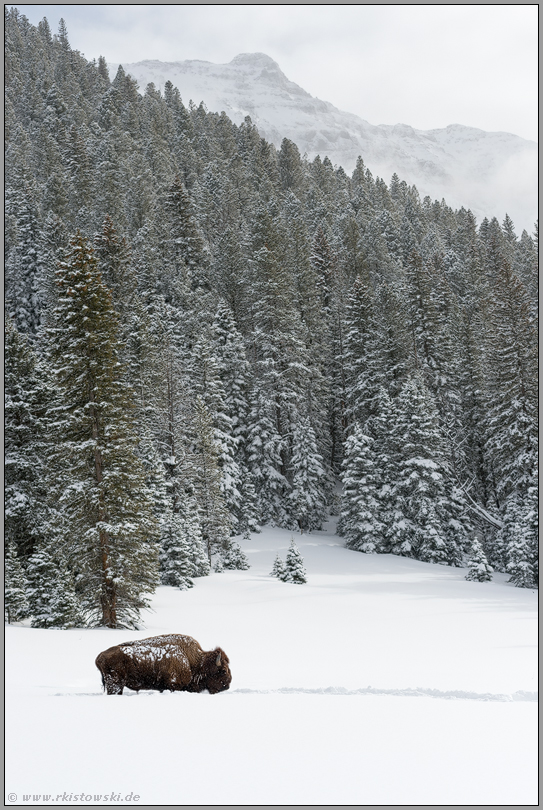 der Bulle vom Abiathar Peak...  Amerikanischer Bison *Bison bison*
