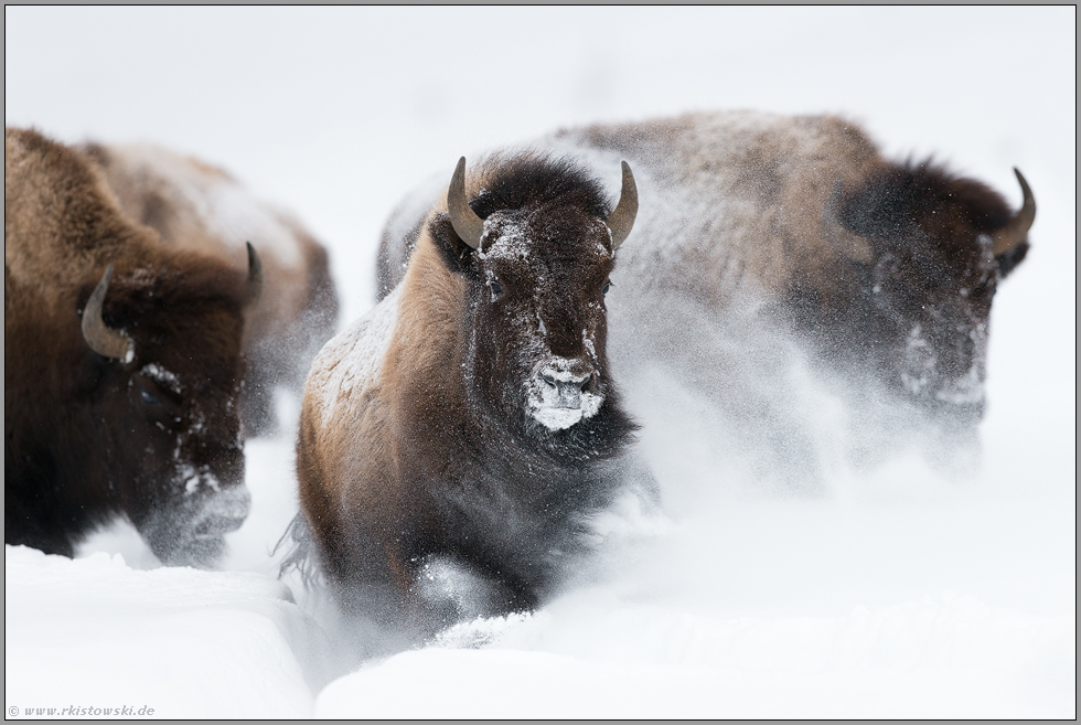Stampede...  Amerikanischer Bison *Bison bison*