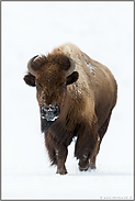 Vorsicht ist geboten... Amerikanischer Bison *Bison bison*