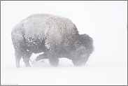 im Schneesturm...  Amerikanischer Bison *Bison bison*