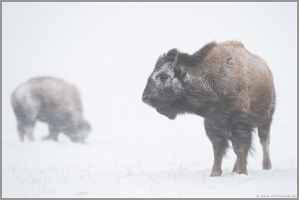 hart im Nehmen... Amerikanischer Bison *Bison bison*