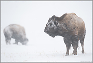 hart im Nehmen... Amerikanischer Bison *Bison bison*