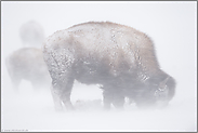 im Blizzard... Amerikanischer Bison *Bison bison*