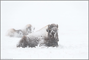 ruhend im Schneesturm... Amerikanischer Bison *Bison bison*