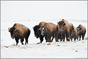 in Trupps unterwegs... Amerikanischer Bison *Bison bison*