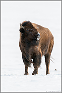 abschätzender Blick...  Amerikanischer Bison *Bison bison*