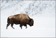 Präriebison... Amerikanischer Bison *Bison bison*