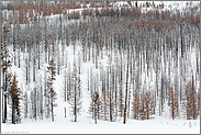 Totholz... Waldsterben im Yellowstone Nationalpark *USA*