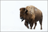 gewaltig... Amerikanischer Bison *Bison bison*