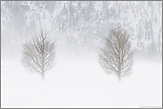 Bäume im Schneesturm... Lamar Valley *Yellowstone National Park*
