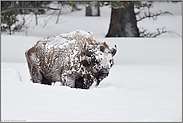 eis- und schneeverkrustet...  Amerikanischer Bison *Bison bison*