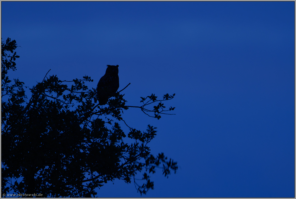Uhu-Silhouette im Baum... Europäischer Uhu *Bubo bubo* tief in der Nacht