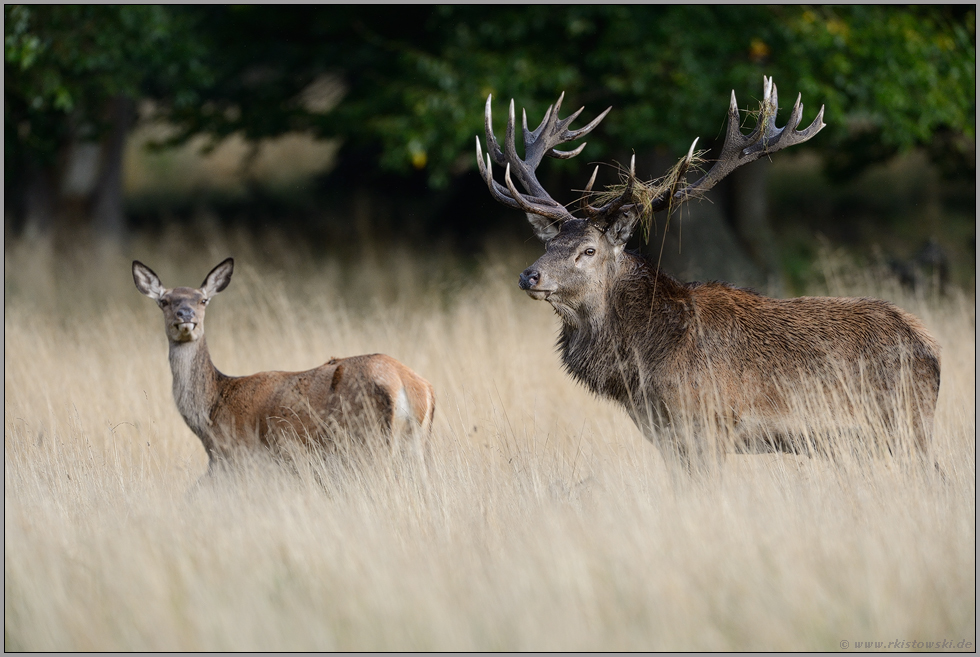 vielsagende Blicke... Rotwild *Cervus elaphus*