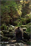 am Wildbach... Europäischer Braunbär *Ursus arctos*