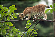 Balanceakt... Eurasischer Luchs *Lynx lynx*
