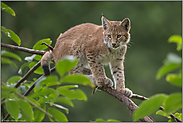 Balancekünstler... Eurasischer Luchs *Lynx lynx*