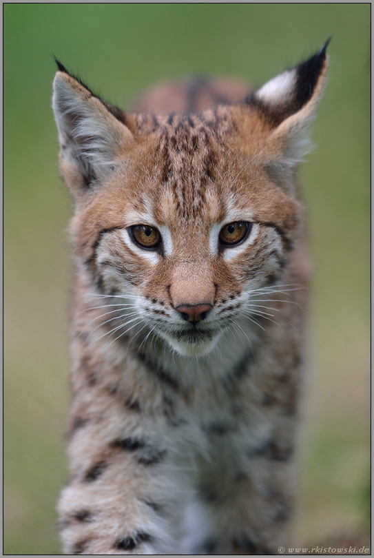 Katzenaugen... Eurasischer Luchs *Lynx lynx*