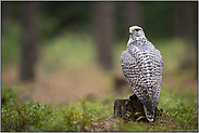 weißer Falke... Gerfalke *Falco rusticolus*