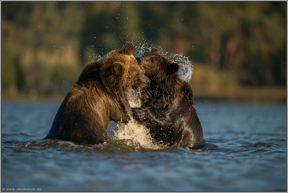 Kampf der Bären im Wasser... Europäische Braunbären *Ursus arctos*