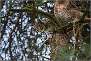 geschickter Kletterer... Eurasischer Luchs *Lynx lynx* im Baum