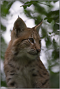 Waldgeist... Eurasischer Luchs *Lynx lynx*