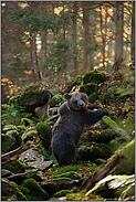 Blick zum Fotografen... Europäischer Braunbär *Ursus arctos*