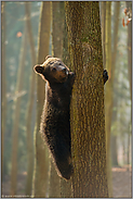 ab nach oben... Europäischer Braunbär *Ursus arctos*, junger Bär klettert Baum hoch