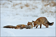 Zusammentreffen... Rotfuchs *Vulpes vulpes*, Paar im Schnee
